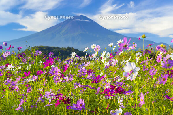 大石公園のコスモスと富士山 [YKA110023174]