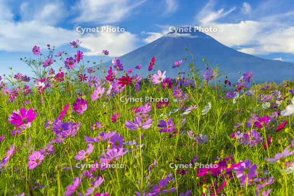 大石公園のコスモスと富士山 [YKA110023175]