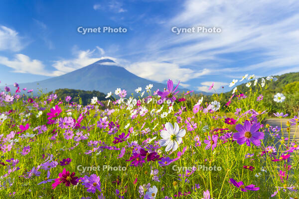 大石公園のコスモスと富士山 [YKA110023176]