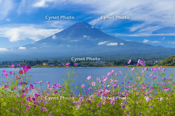 コスモス咲く河口湖と富士山 [YKA110023177]