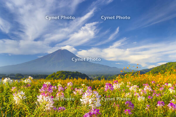 大石公園のクレオメと富士山 [YKA110023178]