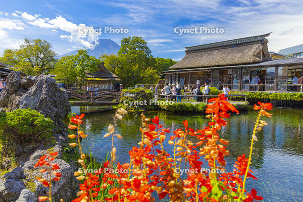 忍野八海より富士山 [YKA110023182]