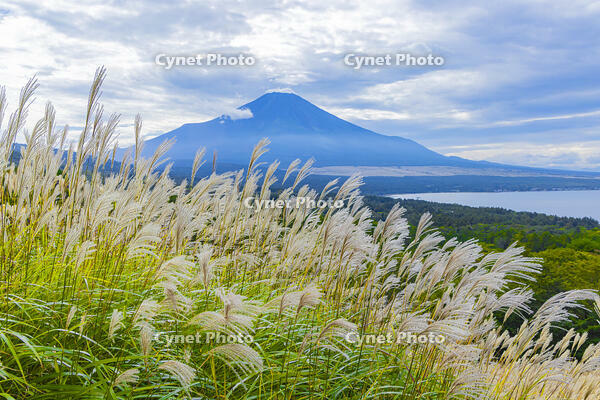 パノラマ台からススキと富士山 [YKA110023183]