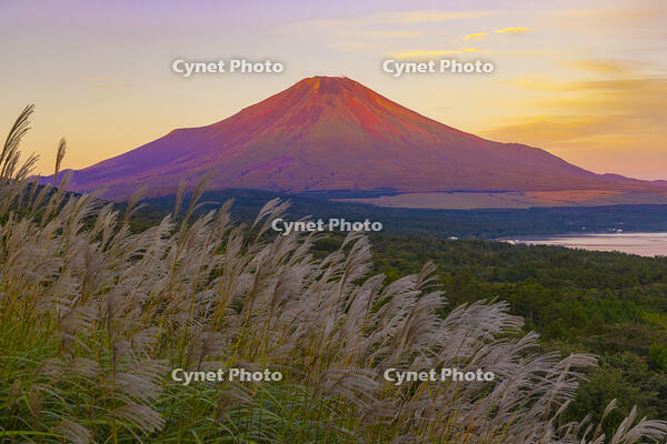 パノラマ台から赤富士 [YKA110023185]