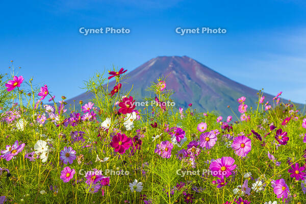 花の都公園のコスモスと富士山 [YKA110023186]