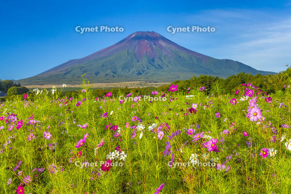 花の都公園のコスモスと富士山 [YKA110023187]