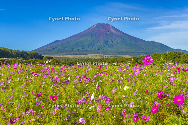 花の都公園のコスモスと富士山 [YKA110023188]