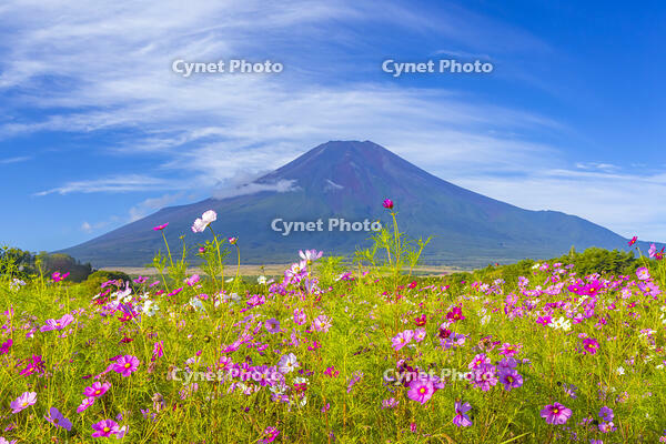 花の都公園のコスモスと富士山 [YKA110023189]