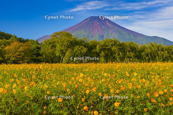 花の都公園のキバナコスモスと富士山 [YKA110023193]
