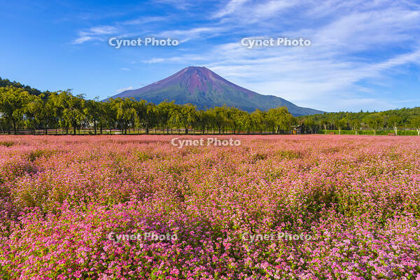 花の都公園のアカソバと富士山 [YKA110023194]