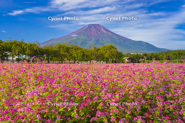 花の都公園のアカソバと富士山 [YKA110023195]