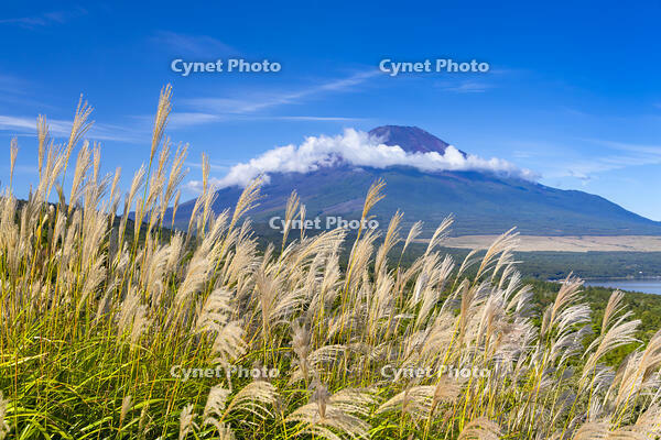 パノラマ台からススキと富士山 [YKA110023199]