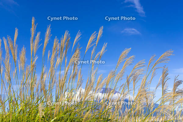 ススキ [YKA110023200]