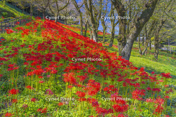 彼岸花咲く津久井湖城山公園 [YKA110023201]
