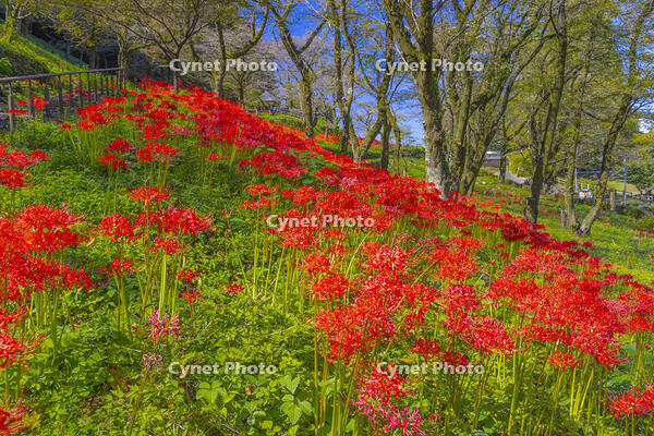 彼岸花咲く津久井湖城山公園 [YKA110023202]