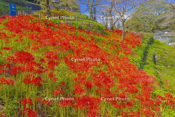 彼岸花咲く津久井湖城山公園 [YKA110023203]