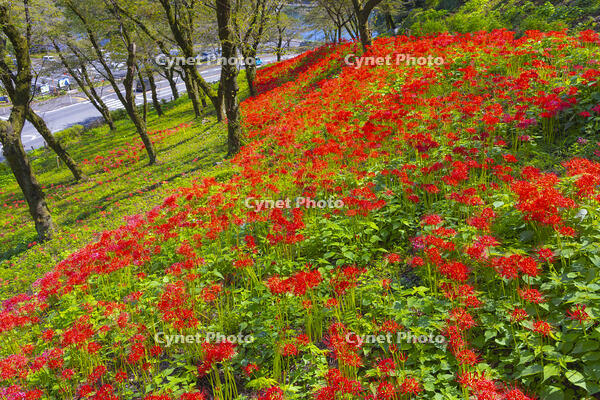 彼岸花咲く津久井湖城山公園 [YKA110023204]