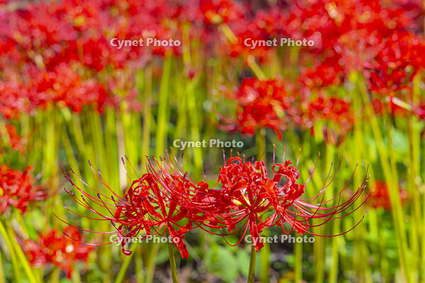 津久井湖城山公園の彼岸花 [YKA110023205]