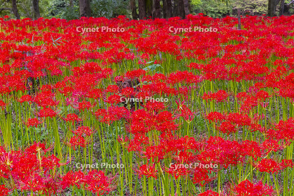 ヒガンバナ咲く巾着田 [YKA110023207]