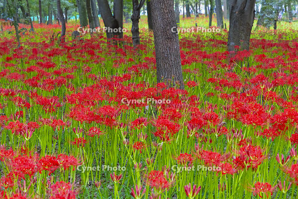 ヒガンバナ咲く巾着田 [YKA110023208]