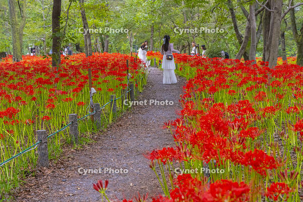 ヒガンバナ咲く巾着田 [YKA110023209]