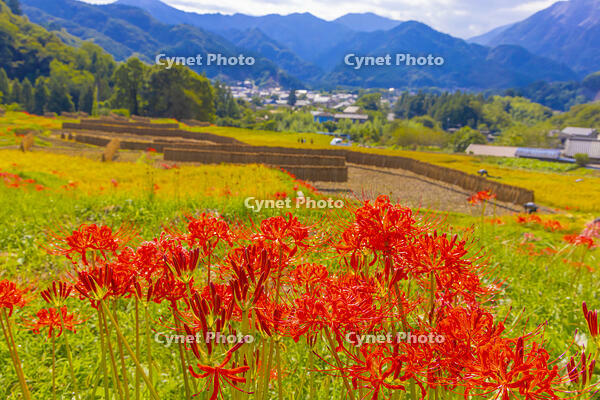 彼岸花咲く寺坂棚田 [YKA110023212]