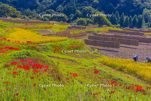 彼岸花咲く寺坂棚田 [YKA110023213]