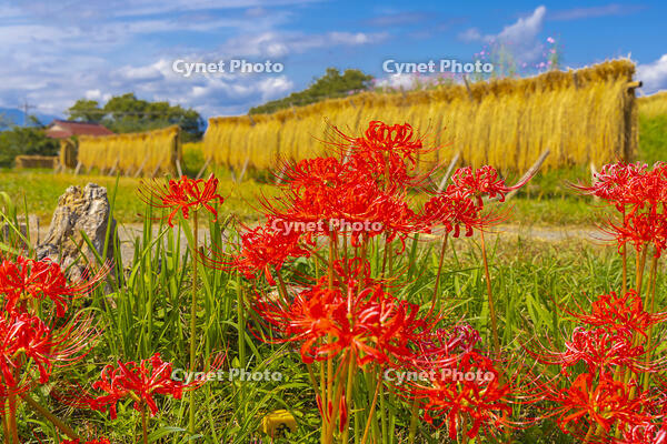 彼岸花咲く寺坂棚田 [YKA110023215]