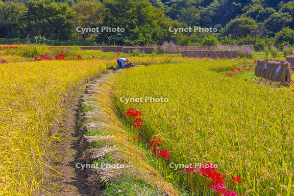 彼岸花咲く寺坂棚田 [YKA110023216]