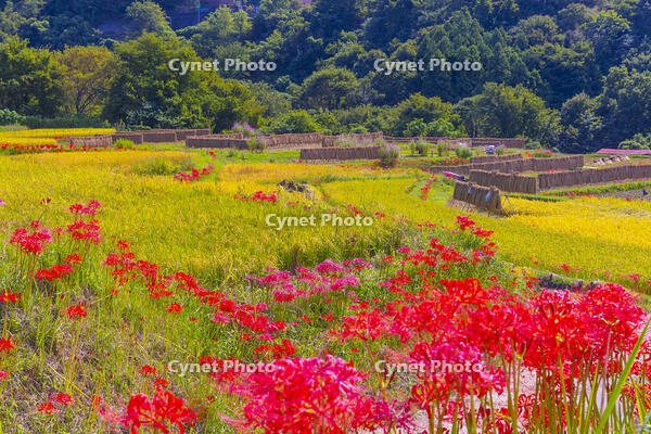彼岸花咲く寺坂棚田 [YKA110023217]