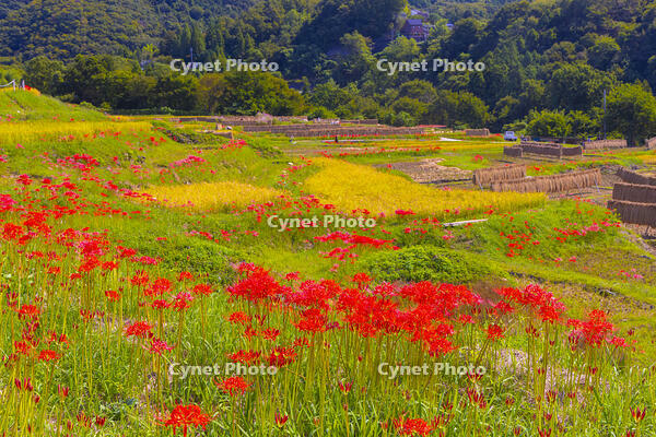 彼岸花咲く寺坂棚田 [YKA110023218]