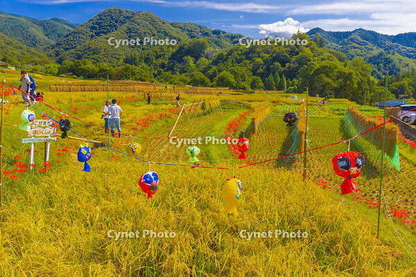 寺坂棚田の稲刈り [YKA110023221]