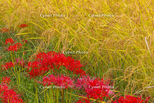 稲穂とヒガンバナ [YKA110023222]