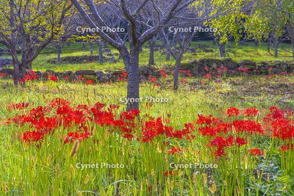 彼岸花咲く円光院 [YKA110023231]
