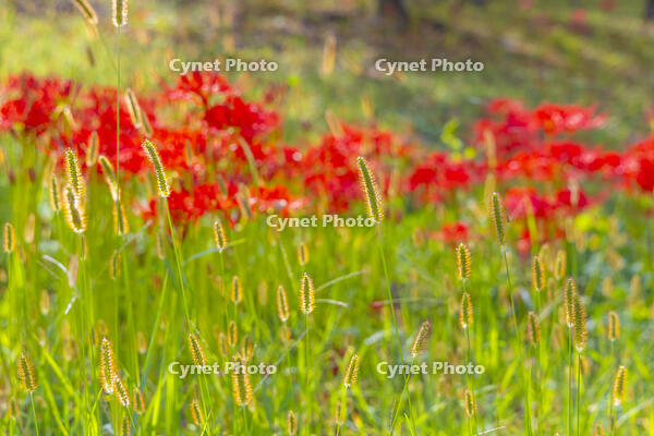 ヒガンバナとエノコログサ [YKA110023232]