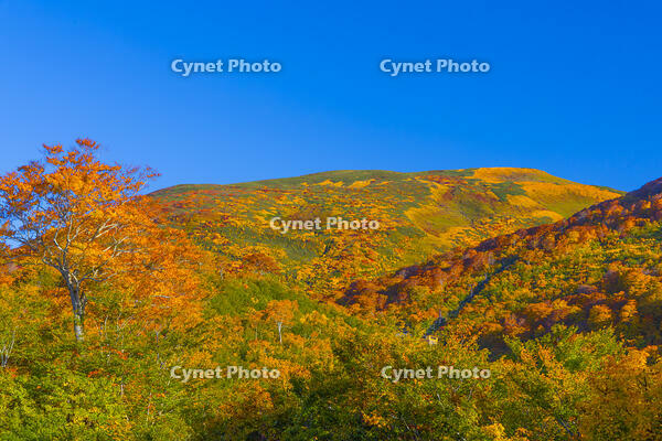 姥沢駐車場から姥ヶ岳 [YKA110023242]