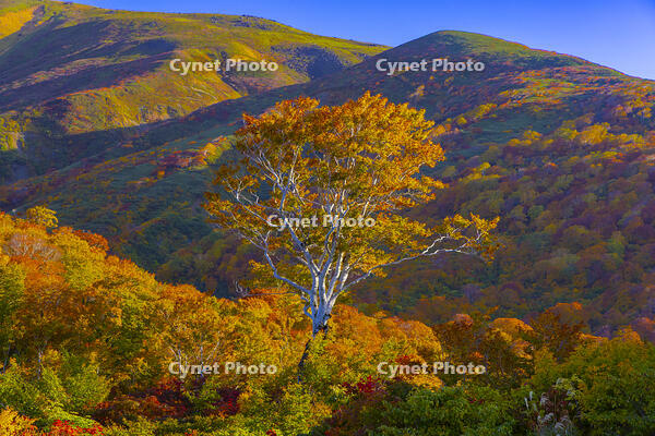 姥沢駐車場から月山 [YKA110023243]