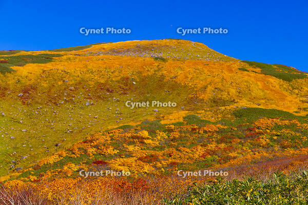 紅葉の姥ヶ岳 [YKA110023247]