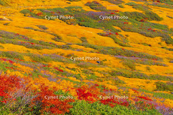 月山牛首カール [YKA110023252]