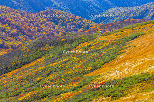 姥ヶ岳山麓の紅葉 [YKA110023255]