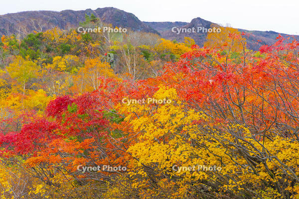 須川高原から栗駒山麓の紅葉 [YKA110023268]