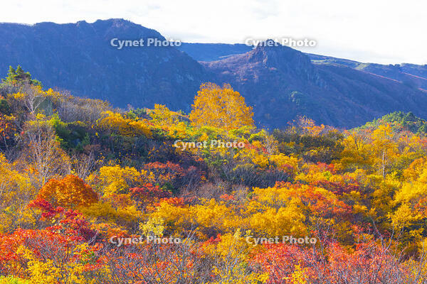 須川高原から栗駒山麓の紅葉 [YKA110023269]