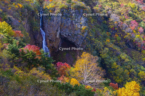 駒草平から不帰の滝 [YKA110023274]