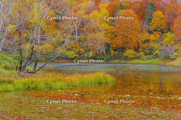 蔵王の片貝沼 [YKA110023277]