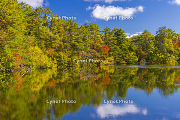 五色沼の柳沼 [YKA110023287]