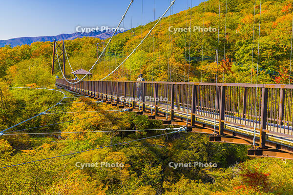 那須のつつじ吊橋 [YKA110023295]