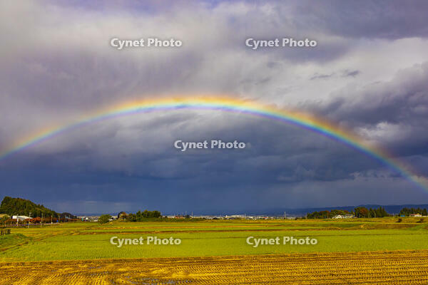 ダブルレインボー [YKA110023385]