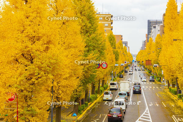 国道20号線　八王子市のイチョウ並木 [YKA110023392]