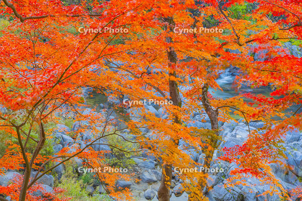 香嵐渓の紅葉 [YKA110023397]