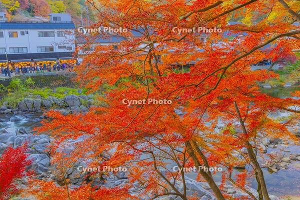 香嵐渓の紅葉 [YKA110023398]